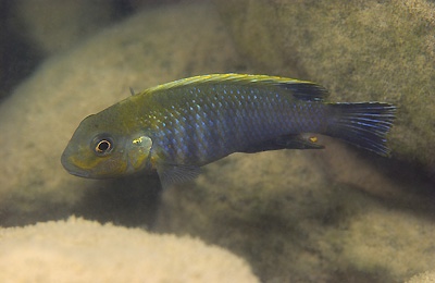 Pseudotropheus sp. 'lucerna brown' Mphande Island